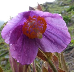 Meconopsis grandis