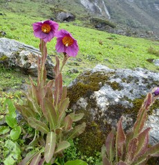 Meconopsis grandis