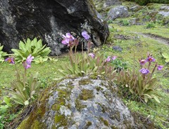 Meconopsis grandis