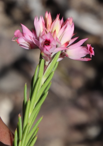 Image of Erica taxifolia by (c) Tony Rebelo, some rights reserved (CC BY-SA)