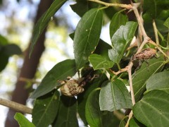 Naupactus versatilis