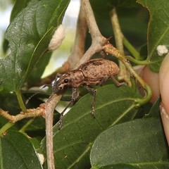Naupactus versatilis
