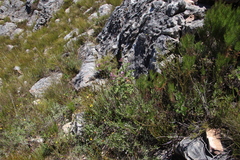 Pelargonium hispidum