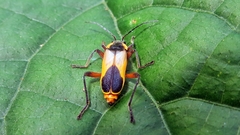 Chauliognathus cardiaspis