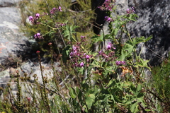 Pelargonium hispidum