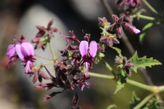 Pelargonium hispidum