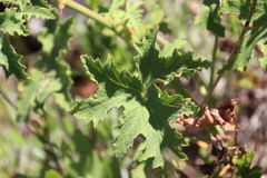Pelargonium hispidum