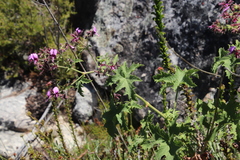 Pelargonium hispidum