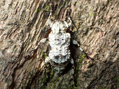 Leptostylus asperatus