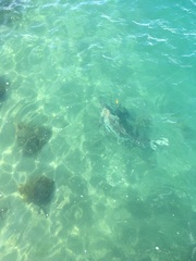 Carcharhinus brachyurus