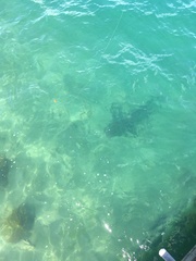 Carcharhinus brachyurus