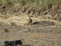 Geositta cunicularia