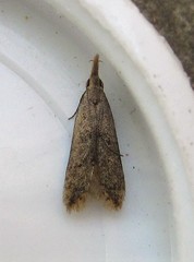 Dichomeris punctipennella