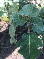 Solanum myriacanthum