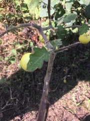 Solanum myriacanthum