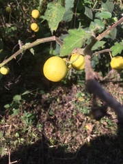 Solanum myriacanthum