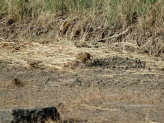Geositta cunicularia