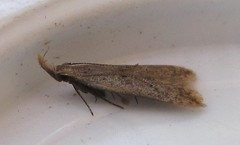 Dichomeris punctipennella