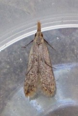 Dichomeris punctipennella