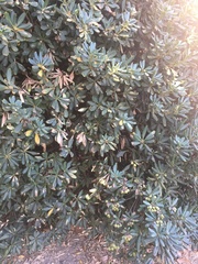 Pittosporaceae