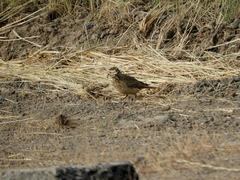 Geositta cunicularia