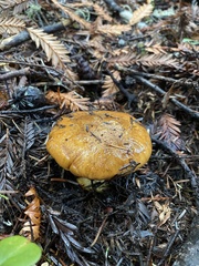 Cortinarius callimorphus
