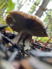 Cortinarius callimorphus