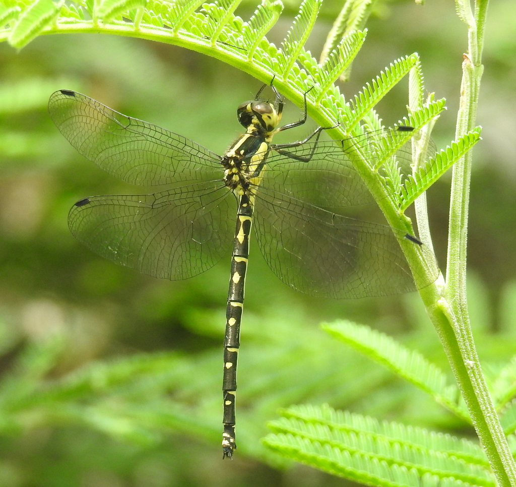 Yellow-tipped Tigertail