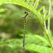 Yellow-tipped Tigertail - Photo (c) Colin Trainor, some rights reserved (CC BY-NC), uploaded by Colin Trainor