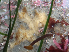 Forcepia hartmani