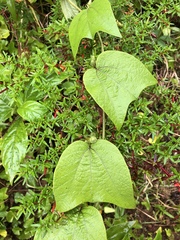 Passiflora sexflora