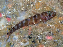Gammogobius steinitzi