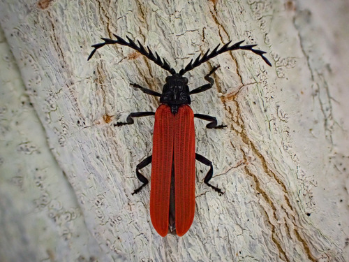 Red-winged Lycid photo 4