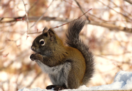 Fremont's Squirrel, Ward, CO, USA, photo 3 of 10