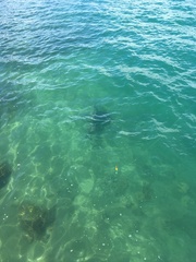 Carcharhinus brachyurus