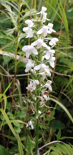 Platanthera hologlottis, photograph 4