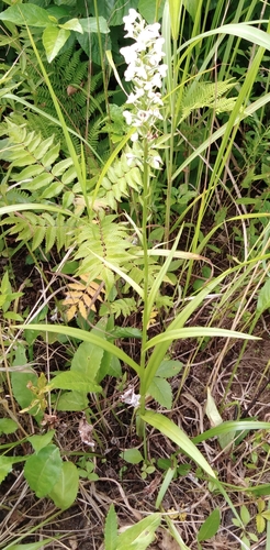 Platanthera hologlottis, photograph 3