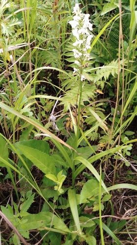 Platanthera hologlottis, photograph 6