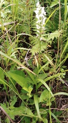 Platanthera hologlottis