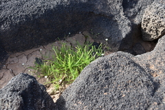 Spergularia flaccida
