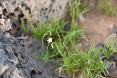 Spergularia flaccida