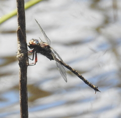Austroaeschna subapicalis