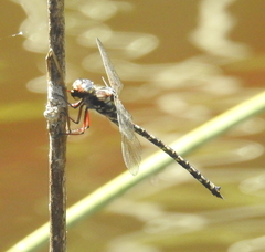 Austroaeschna subapicalis