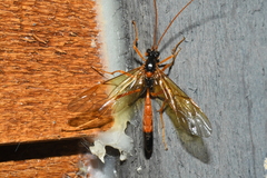 Opheltes glaucopterus barberi