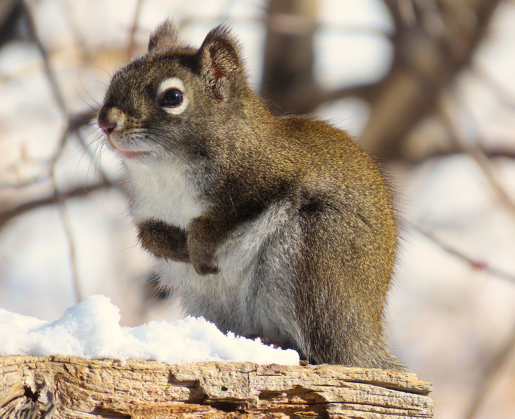 Pine Squirrels (Tamiasciurus) - Know Your Mammals