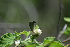 Cyanophrys miserabilis