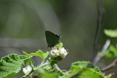 Cyanophrys miserabilis