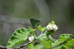 Cyanophrys miserabilis