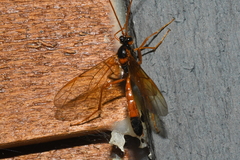 Opheltes glaucopterus barberi