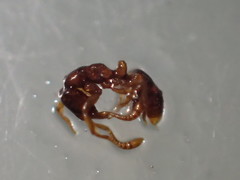 Hypoponera punctatissima